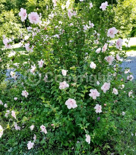 Pink blooms; Deciduous; Broadleaf