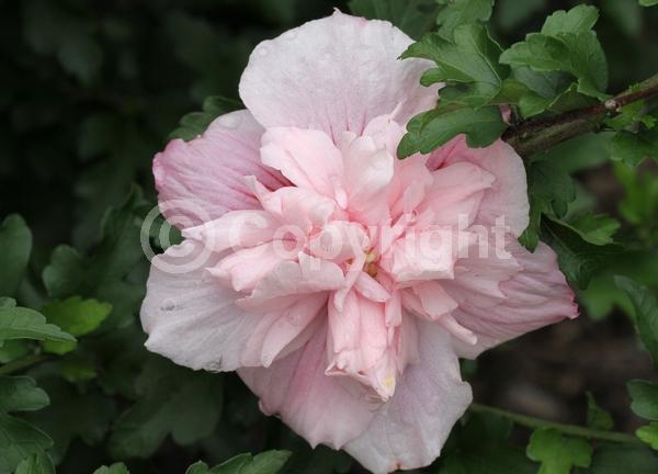 Pink blooms; Deciduous; Broadleaf