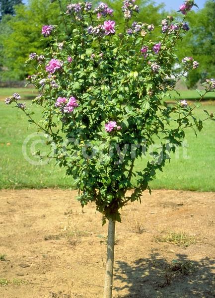 Lavender blooms; Deciduous; Broadleaf