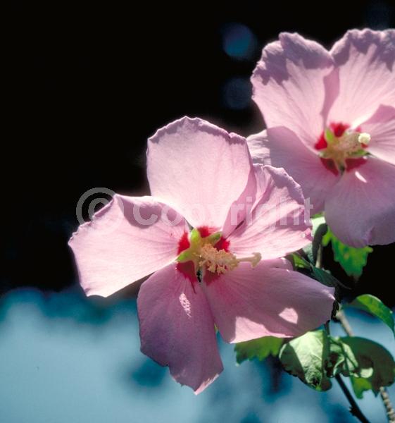 Red blooms; Blue blooms; Purple blooms; White blooms; Pink blooms; Lavender blooms; Deciduous; Broadleaf