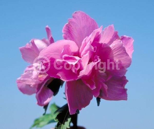 Red blooms; Blue blooms; Purple blooms; White blooms; Pink blooms; Lavender blooms; Deciduous; Broadleaf