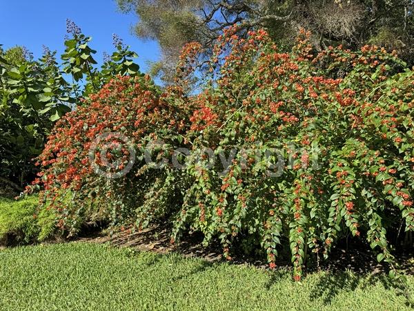 Orange blooms; Yellow blooms; Evergreen; Needles or needle-like leaf