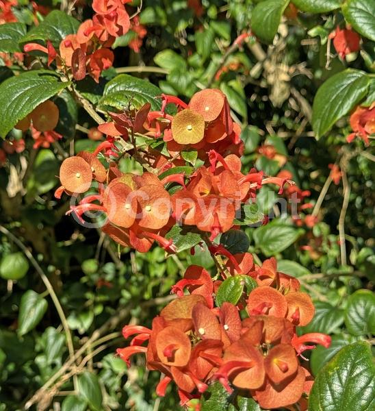 Orange blooms; Yellow blooms; Evergreen; Needles or needle-like leaf