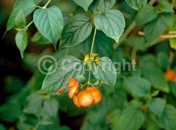 Orange blooms; Yellow blooms; Evergreen; Needles or needle-like leaf