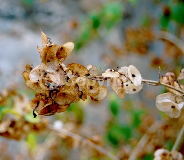 Orange blooms; Yellow blooms; Evergreen; Needles or needle-like leaf
