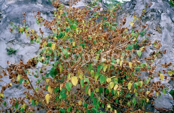 Orange blooms; Yellow blooms; Evergreen; Needles or needle-like leaf