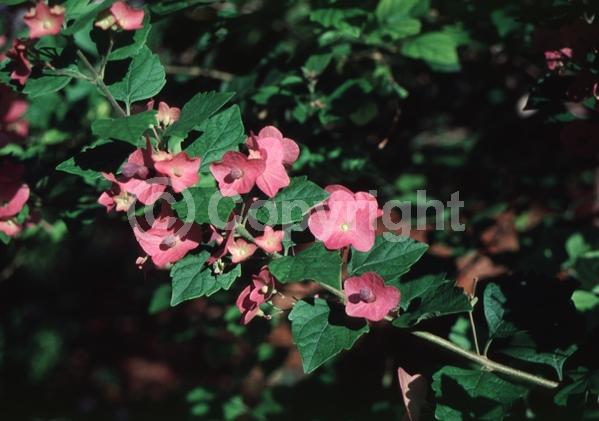 Pink blooms; Evergreen; Needles or needle-like leaf
