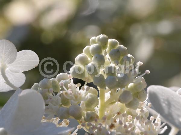 White blooms; Pink blooms; Deciduous; Broadleaf