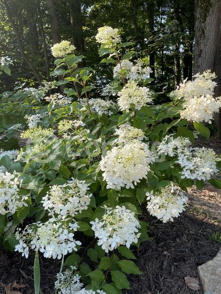 White blooms