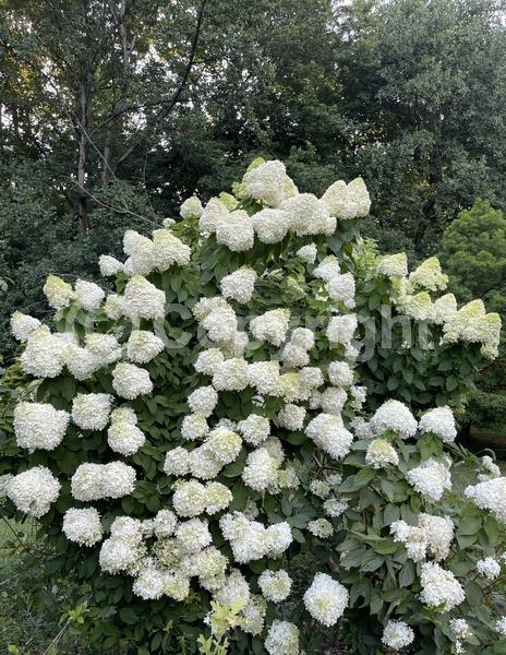 White blooms