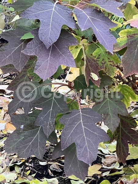 White blooms; Pink blooms; Deciduous; Broadleaf; North American Native