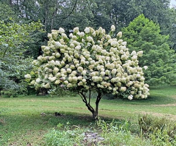 White blooms; Pink blooms; Deciduous; Broadleaf