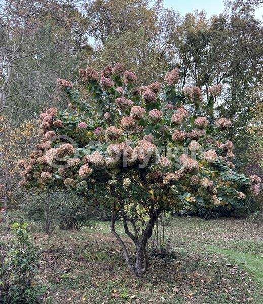 White blooms; Pink blooms; Deciduous; Broadleaf