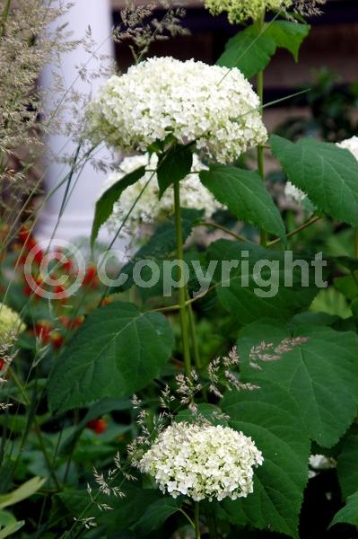 White blooms; Lavender blooms; Deciduous; Broadleaf; North American Native