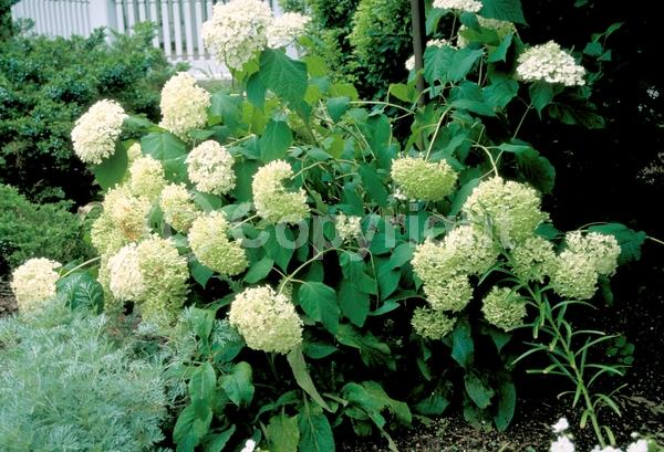 White blooms; Lavender blooms; Deciduous; Broadleaf; North American Native