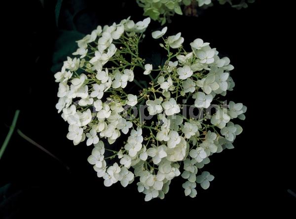 White blooms; Lavender blooms; Deciduous; Broadleaf; North American Native