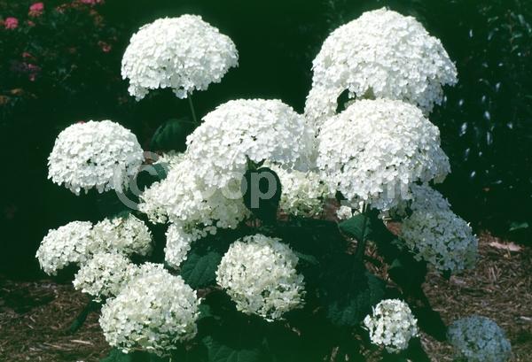 White blooms; Lavender blooms; Deciduous; Broadleaf; North American Native