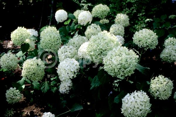 White blooms; Lavender blooms; Deciduous; Broadleaf; North American Native