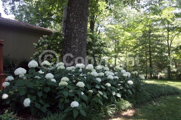 White blooms; Lavender blooms; Deciduous; Broadleaf; North American Native