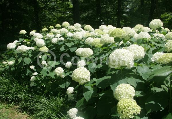 White blooms; Lavender blooms; Deciduous; Broadleaf; North American Native