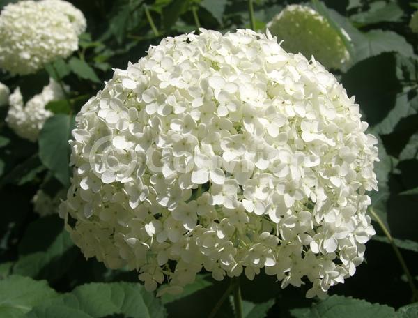 White blooms; Lavender blooms; Deciduous; Broadleaf; North American Native