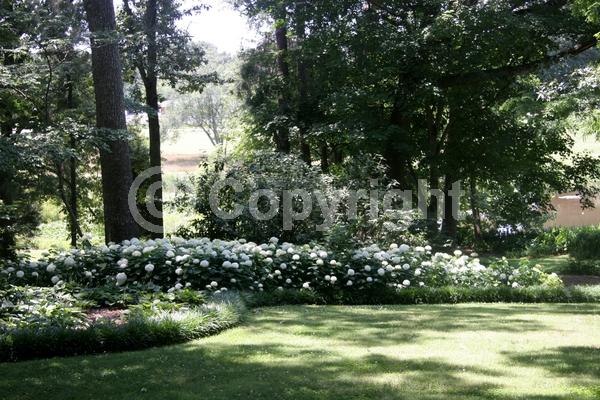 White blooms; Lavender blooms; Deciduous; Broadleaf; North American Native