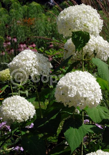 White blooms; Lavender blooms; Deciduous; Broadleaf; North American Native