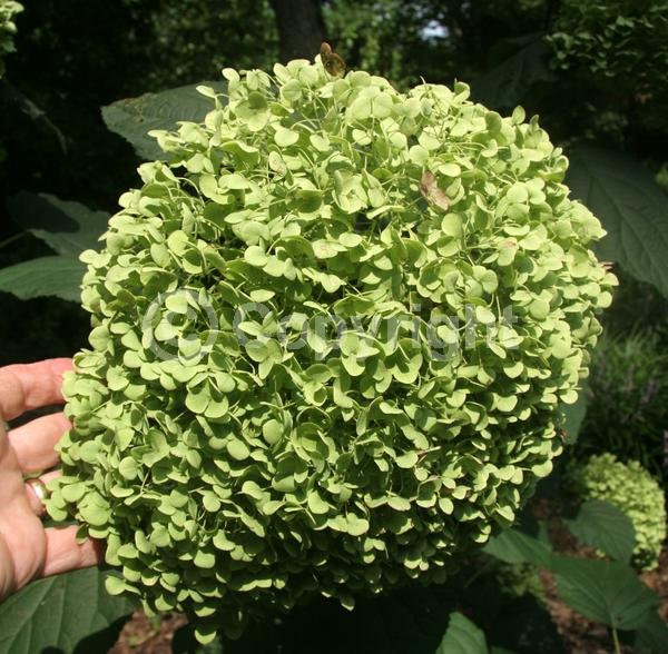 White blooms; Deciduous; Broadleaf; North American Native