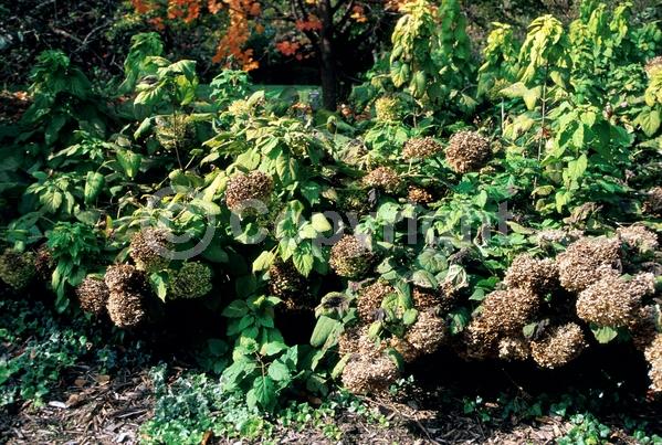White blooms; Deciduous; Broadleaf; North American Native