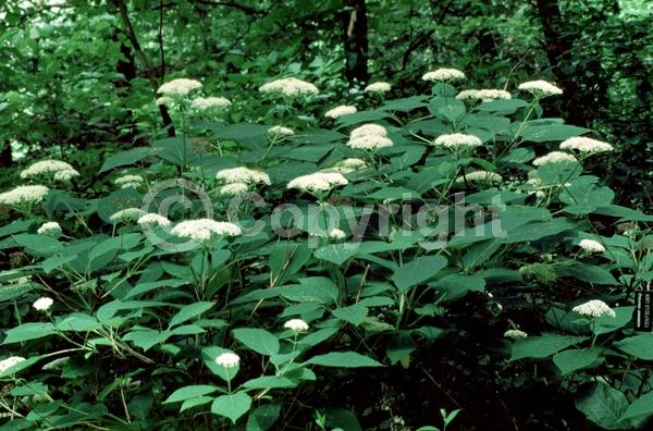 Red blooms; Blue blooms; White blooms; Pink blooms; Lavender blooms; Deciduous; Broadleaf; North American Native