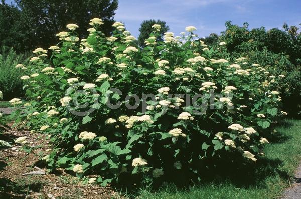 Red blooms; Blue blooms; White blooms; Pink blooms; Lavender blooms; Deciduous; Broadleaf; North American Native
