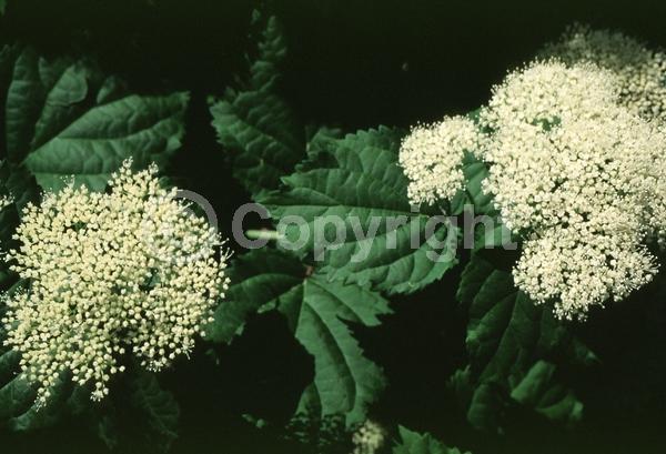 Red blooms; Blue blooms; White blooms; Pink blooms; Lavender blooms; Deciduous; Broadleaf; North American Native
