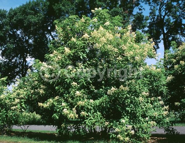 Red blooms; Blue blooms; White blooms; Pink blooms; Lavender blooms; Deciduous; Broadleaf; North American Native