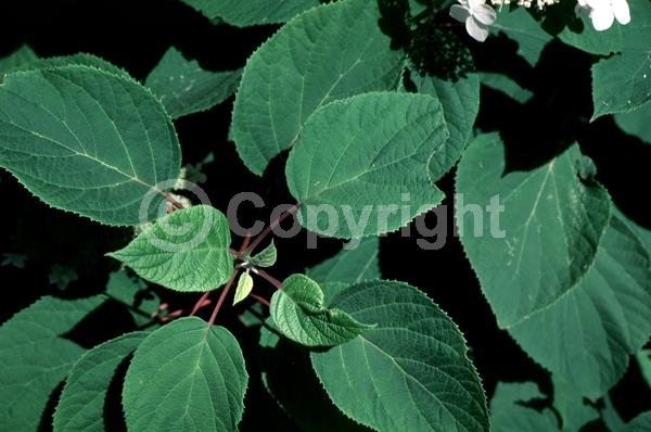 White blooms; Deciduous; Broadleaf; North American Native