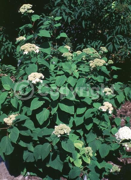 White blooms; Deciduous; Broadleaf; North American Native