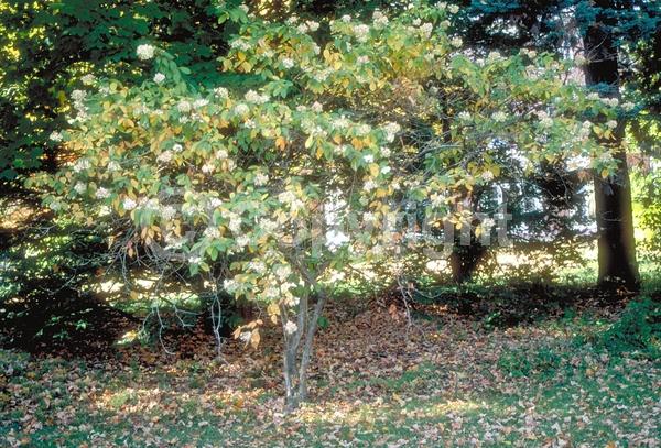 White blooms; Deciduous; Broadleaf; North American Native