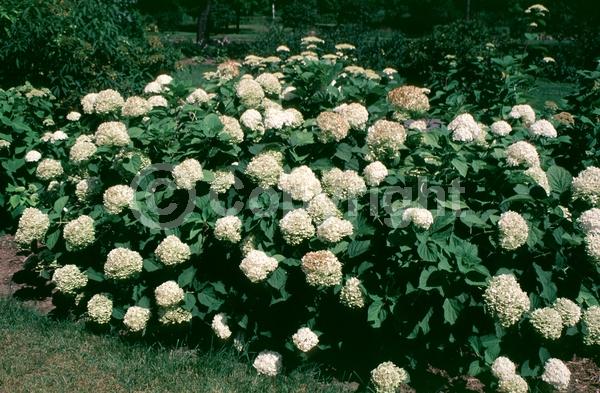 White blooms; Deciduous; Broadleaf; North American Native
