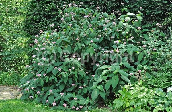 Blue blooms; Purple blooms; White blooms