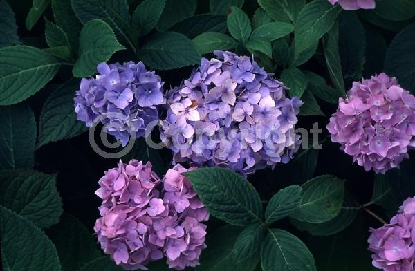 Blue blooms; Purple blooms; Pink blooms; Lavender blooms; Deciduous; Broadleaf