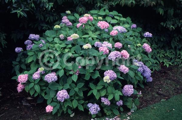 Blue blooms; Purple blooms; Pink blooms; Lavender blooms; Deciduous; Broadleaf