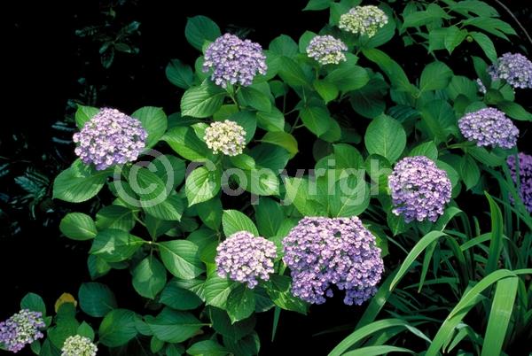 Pink blooms; Lavender blooms; Deciduous; Broadleaf