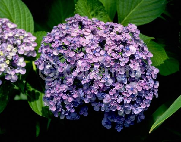 Pink blooms; Lavender blooms; Deciduous; Broadleaf