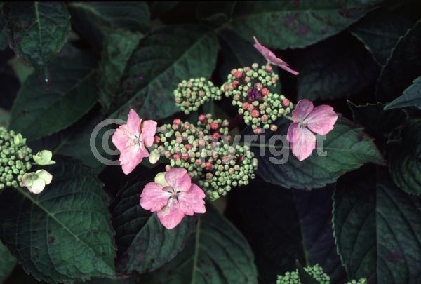 Blue blooms; Purple blooms; Lavender blooms; Deciduous; Broadleaf