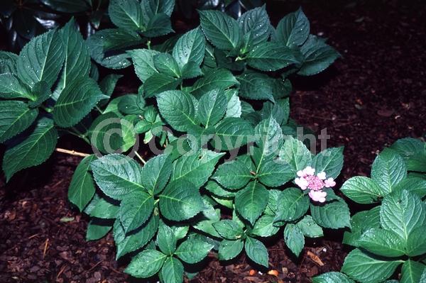 Blue blooms; Purple blooms; Lavender blooms; Deciduous; Broadleaf