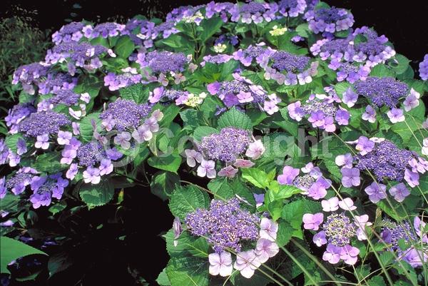 Purple blooms; Lavender blooms; Deciduous; Broadleaf