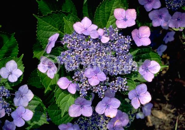 Purple blooms; Lavender blooms; Deciduous; Broadleaf