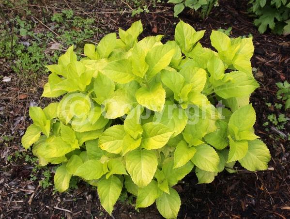 Blue blooms; Pink blooms; Lavender blooms; Deciduous; Broadleaf