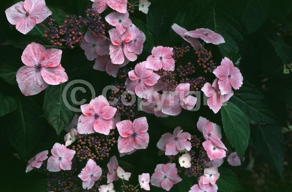 Purple blooms; Pink blooms; Lavender blooms; Deciduous; Broadleaf