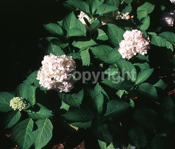 White blooms; Pink blooms; Deciduous; Broadleaf
