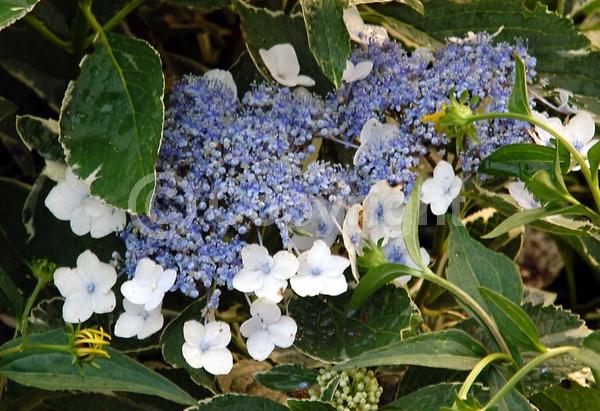 Blue blooms; Purple blooms; Pink blooms; Lavender blooms; Deciduous; Broadleaf